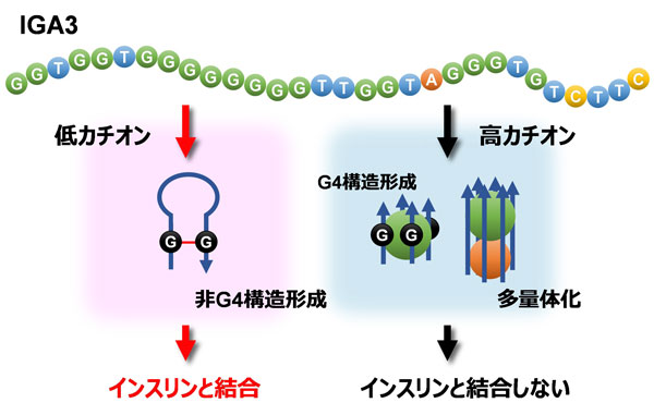 IGA3のインスリン相互作用メカニズム。