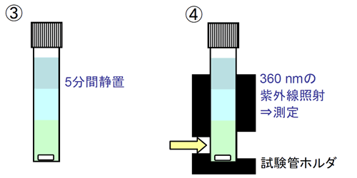 クマリン測定の実験手順