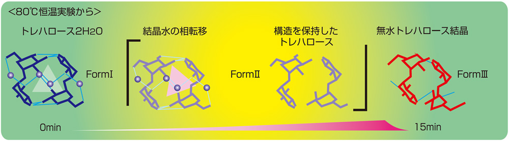 トレハロースの構造変化