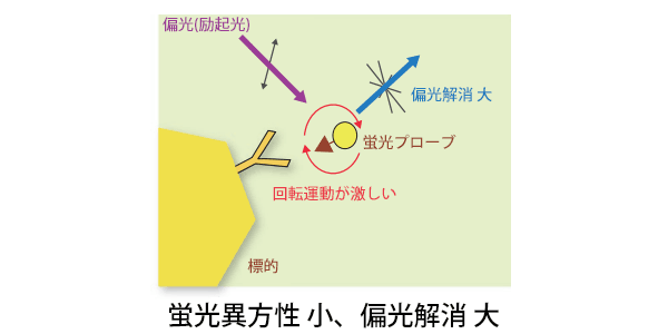 試料の蛍光異方性と、偏光解消の関連性