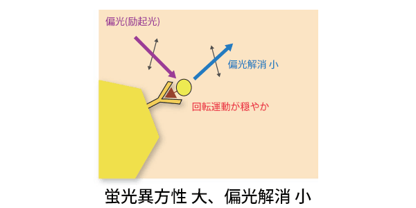 試料の蛍光異方性と、偏光解消の関連性