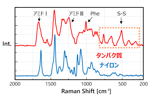 タンパク質とナイロンの Raman スペクトル