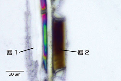 可視偏光観察（パラレルニコル）