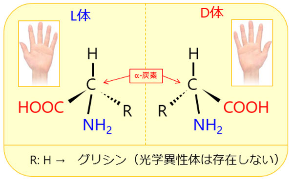 アミノ酸とは 日本分光株式会社