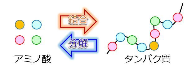 アミノ酸分析の必要性 | 日本分光株式会社