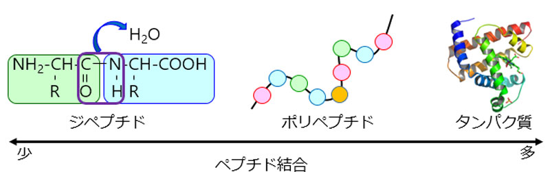 アミノ酸とは 日本分光株式会社