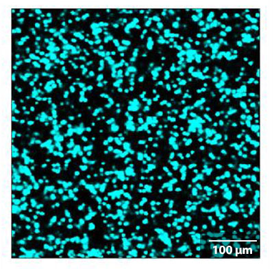JASCO Particle Analysis色分け図